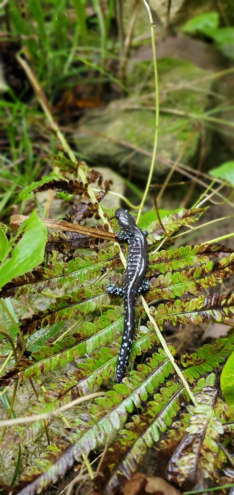 A daper blue spotted salamander spotted in Michigan : r/salamanders