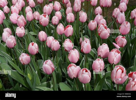 Beautiful Light Rose Tulips From The Garden In Keukenhof Stock Photo