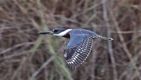 Ringed Kingfisher Ebirdr