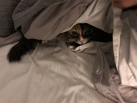 Sneaky Pussy R TIGHTPUSSY