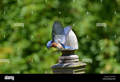 Bird Male Eastern Bluebird Stock Photo Alamy