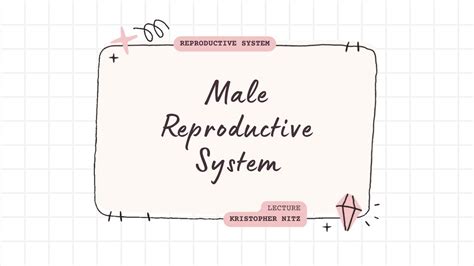 Lecture 21 Reproductive System 1 Of 3 Male Reproductive System