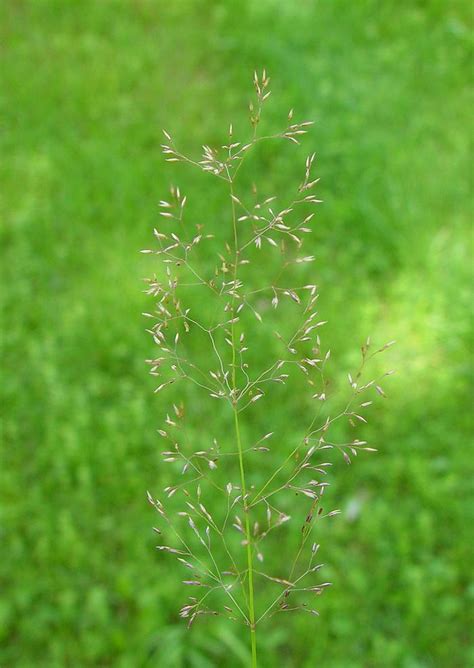 Autumn Bentgrass Agrostis Perennans From New England Wild Flower Society
