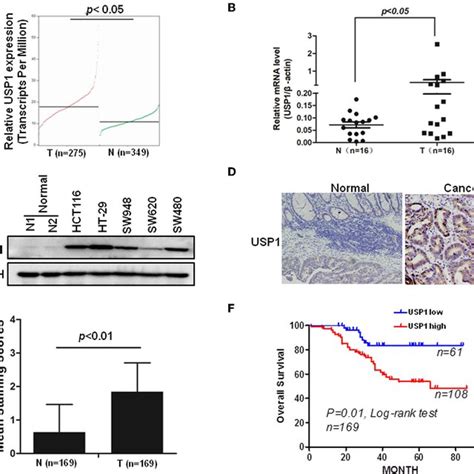 Ubiquitin Specific Protease Usp Regulated The Expression Of Cell