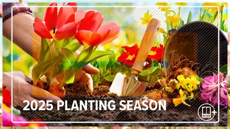 What S The Difference Human Trafficking V Sex Trafficking Alive