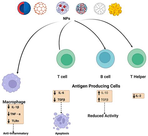 Nanomaterials And Their Impact On The Immune System Encyclopedia MDPI