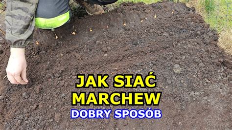 Jak siać Marchew Dobry sposób na siewy Marchewki Sąsiedztwo