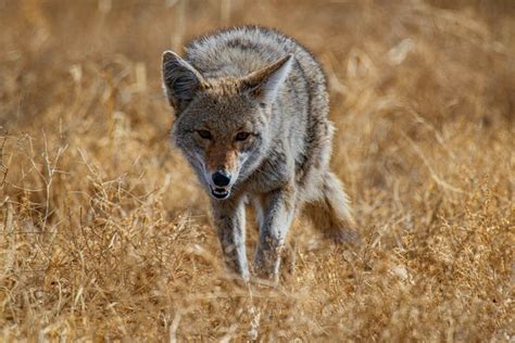 how to protect your dog from coyotes