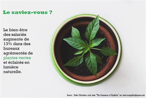 Les Bienfaits Des Plantes Vertes Au Bureau Comment Cultiver Le Bien