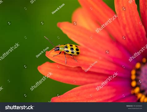 10 Western Spotted Cucumber Beetle Images Stock Photos 3d Objects