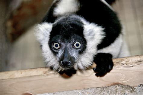 Лемур варі - KYIVZOO