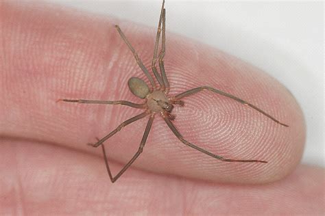 Brown Recluse Spider On The Web