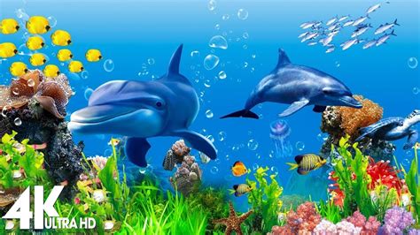 3 Hours Of 4k Underwater Wonders Relaxing Music Coral Reefs
