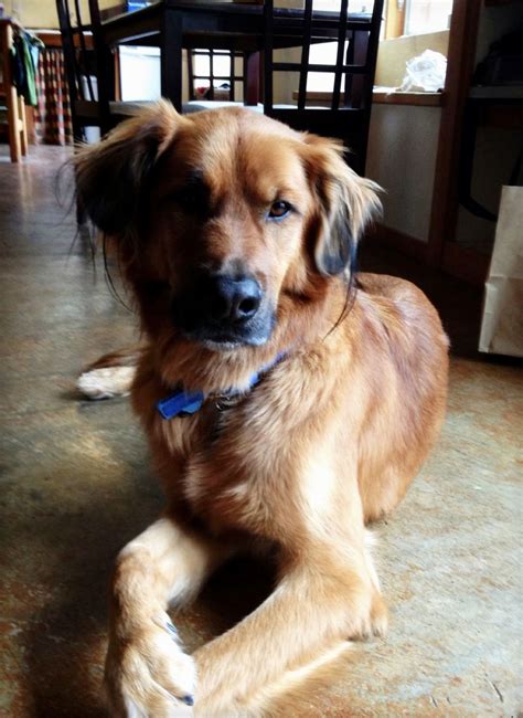 Golden Retriever x German Shepherd Mix Puppies