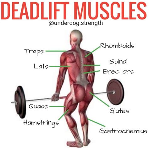 How To Deadlift Properly For Beginners Deadlift Muscles Worked Strength Training Fitness