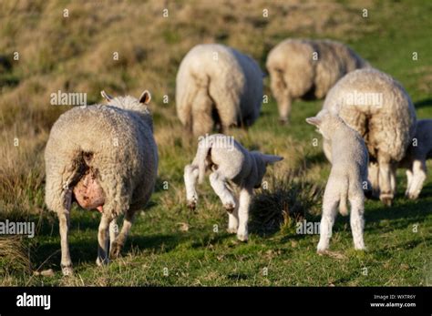 Little Lambs Jump For Joy As The Flock Move Away Stock Photo Alamy
