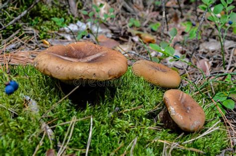 Poison Paxillus Naked Brimcap Involutus Stock Photos Free Royalty Free Stock Photos From