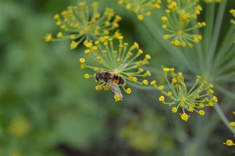 Which Of These Dill Plant Varieties Is Right For You Garden And Happy