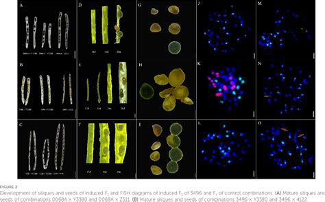Table 1 From Paternal Chromosome Elimination Of Inducer Triggers