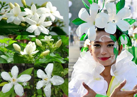 ang alamat ng sampaguita  legend  jasmine flower