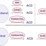 Schematic Representation Of The Catalase H O Metabolic Pathway By