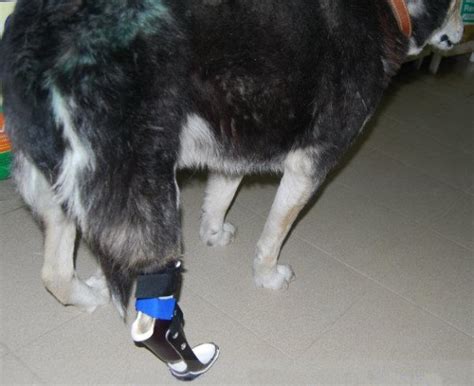 Протезы и ортезы - Болгария