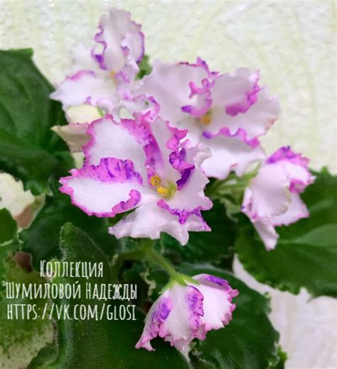 Светская Львица Фиалка Фото И Описание Лучшая Фото Подборка