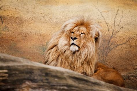 Images Gratuites cheveux animal mâle faune zoo fourrure chat