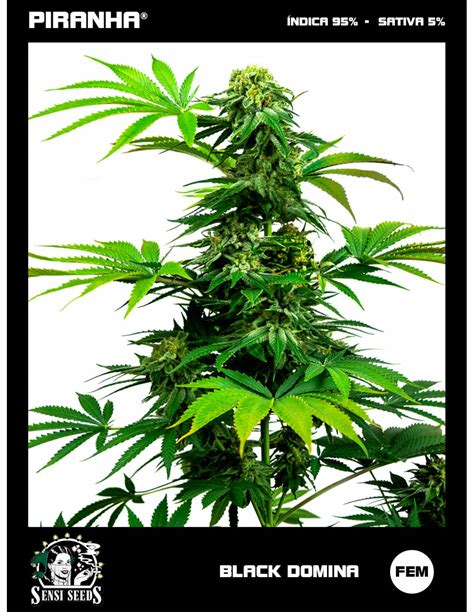 Black Domina Sementes De Canábis Regulares Sensi Seeds