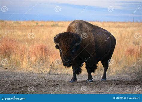 American Bison Buffalo On The Prairie Stock Photo Image Of Portrait