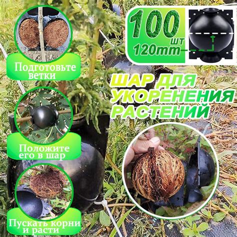 Шар для укоренения растений, Коробка для черенкования, размер L, 120мм ...