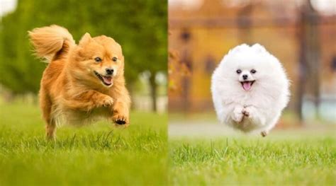 Spitz Alemão E Lulu Da Pomerania Diferença - Qual A Diferença Entre Alemão E Pomerano? – RPZGIY