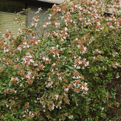 Glossy Abelia (Abelia ×grandiflora)