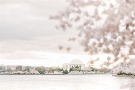 Cherry Blossom Anniversary Portraits in Washington, DC
