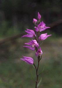 sarkanā cefalantēra Cephalanthera rubra L Rich Augi Latvijas daba