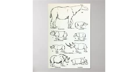 Rhino Size Comparison Poster | Zazzle