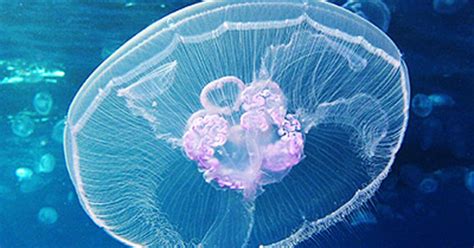Anatomy of a Jellyfish | AMNH
