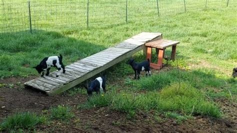 Baby Goats Playing Offbeat Flipboard
