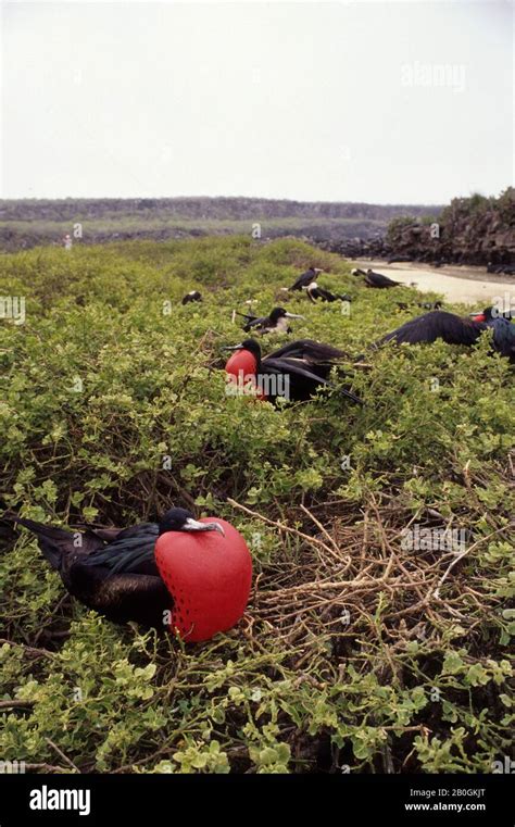 Ecuadorgalapagos Islands Tower Island Frigate Bird Colony Males