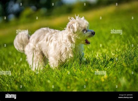 Maltese Nature Hi Res Stock Photography And Images Alamy