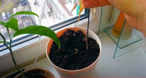 Капельный полив для цветов во время отпуска своими руками | DIY - как ...