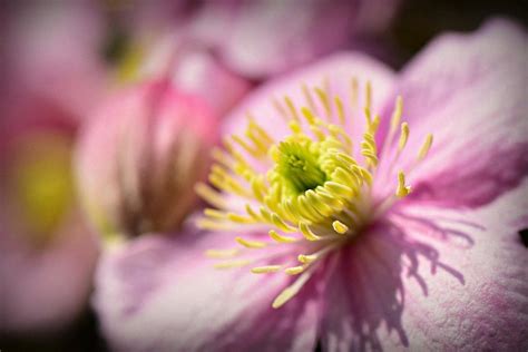 How Do I Plant A Clematis Green Packs