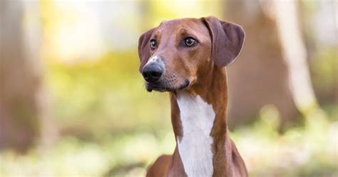 20 Rare Dog Breeds That Make Great Canine Companions Pumpkin®