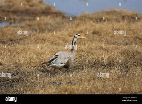 Bar Headed Goose Anser Indicus Stock Photo Alamy