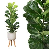 Ficus Lyrata Figowiec Lirolistny DRZEWKO Rozm L 2 D 17 01267 NA K3