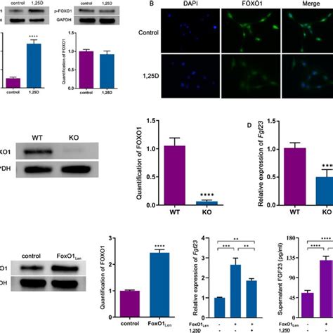 The Effect Of 1 25D On Fgf23 Is Mediated By Inactivation Of FOXO1 A