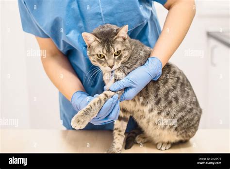 Cat Broken Leg Clipart