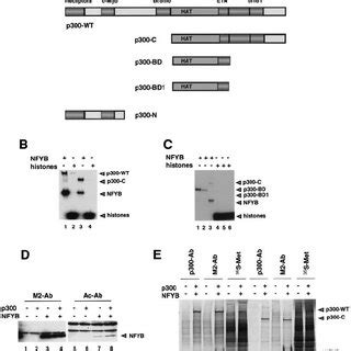 A Component Of The Y Box Binding Protein Nf Yb Presents A Target For