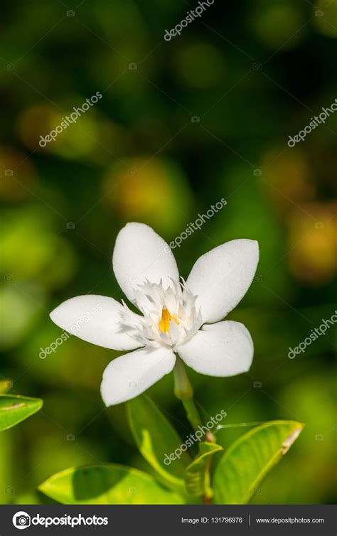 Philippine National Flower | Best Flower Site