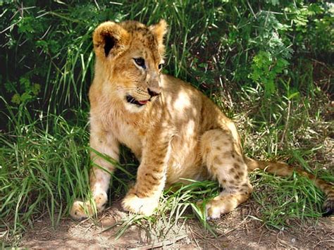 How Much Does A Lion Cub Cost